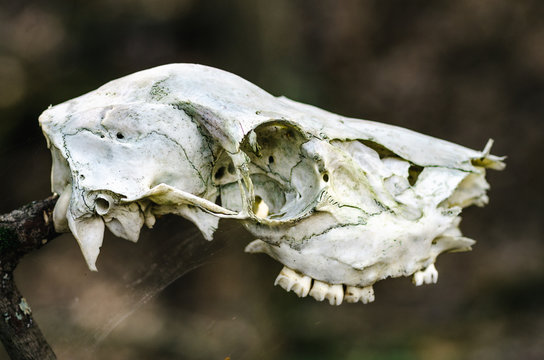 close up view of a deer skull