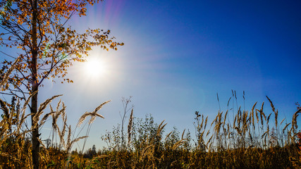 Photography of nature and the sun behind the city in autumn.