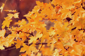 Naklejka na ściany i meble Autumn background 