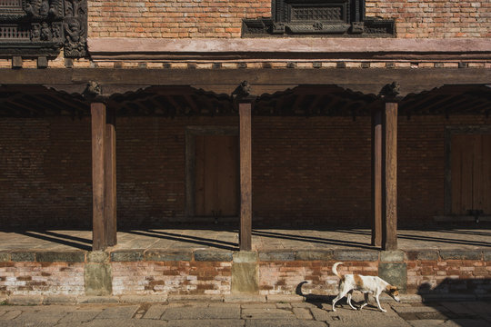 dog in Changu Narayan Temple,the oldest Hindu temple in Nepal