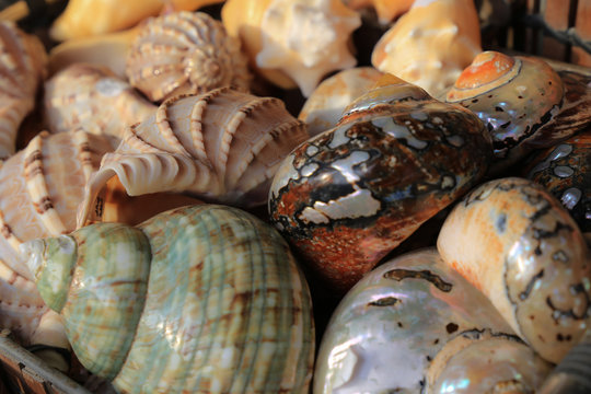 Caroles de mar de diferentes colores y texturas
