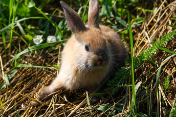 Red-haired rabbit on the farm. Red-haired hare on the grass in nature