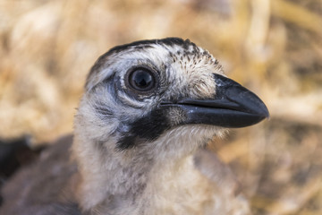 Eurasian Jay head close-up, Israel Birds