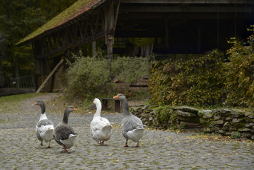 gänse gehen  auf einer kopfsteinpflasterstrasse