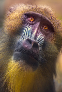 Close up of mandrill's head