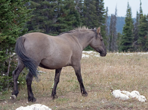 Gray Silver Grulla mare wild horse walking in the Pryor Mountains Wild Horse Range in Montana United States