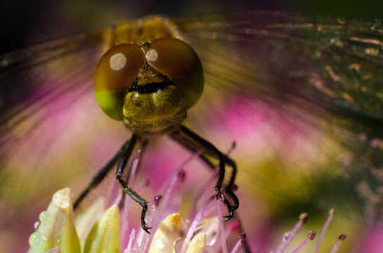 Dragonfly