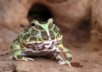 frog ceratophrys 