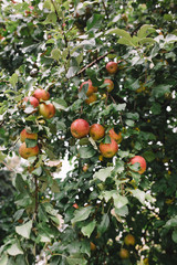 Apple Trees in Autumn