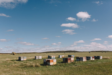 Bees, Honey, and Beekeeping on the prarie