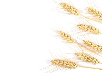 Fototapeta premium Ears of wheat isolated on white background, top view