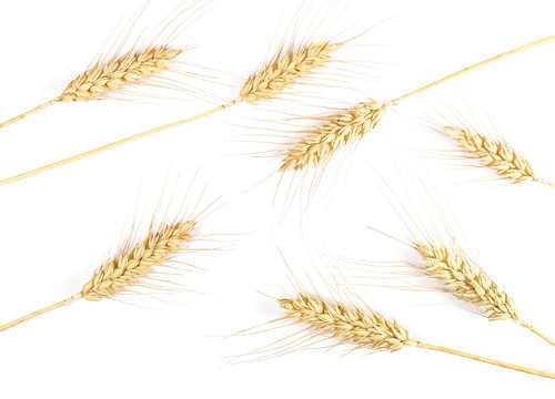 Ears of wheat isolated on white background, top view