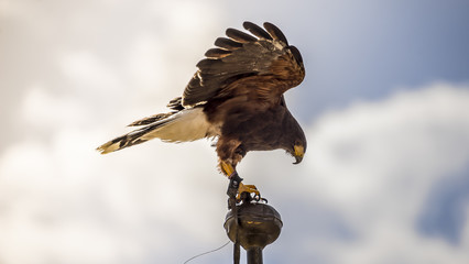 Freedom, falcon climbed to the tip of a belfry in spain, is ready to jump to fly and hunt its prey