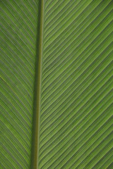 Closed-up Green Leave