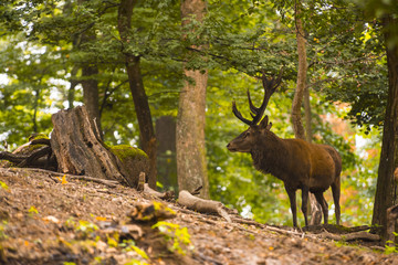 Red deer in its natural habitat