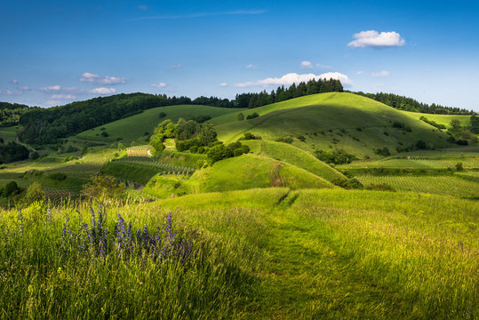 Path leading over rolling hills during spring time