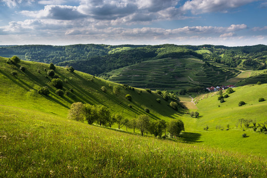 Spring landscape of hills and grass and vine yards