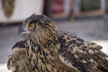 Wildlife, beautiful owl in a medieval fair with exhibition of birds of prey