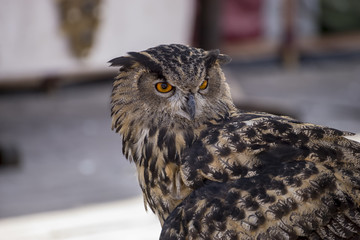beautiful owl in a medieval fair with exhibition of birds of prey