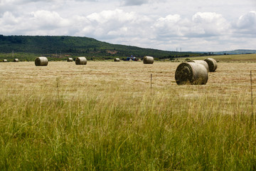 A field is cleared by cutting and rolling the grass into balls before planting seeds, KZN, South Africa.