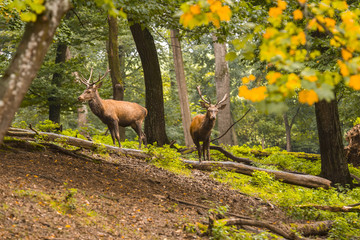 Red deer in its natural habitat