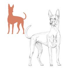 Pharaoh hound silhouette and sketch. Hand drawn purebred dog illustration isolated on white background.