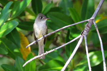 Obraz premium Cuban Pewee endemic bird, Contopus caribaeus on mangrove forest