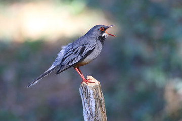 Red legged Thrush  Turdus plumbeus Cuba
