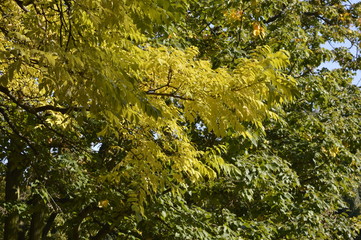 Autumn colored leaves hanging on tree