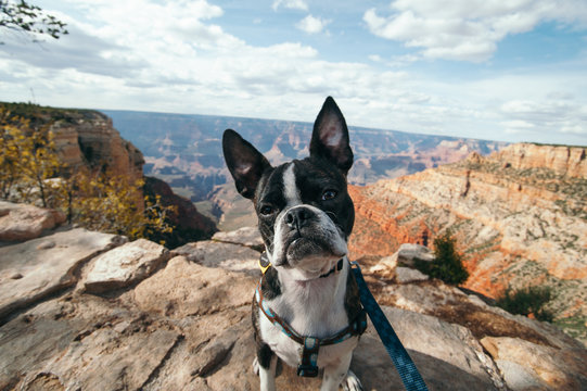 Bruce the Boston Terrier. Grand Canyon, AZ