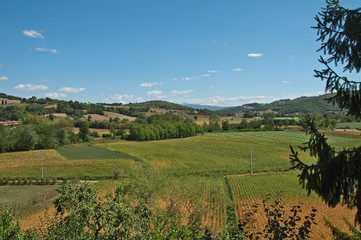 Fototapeta na wymiar Uliveti e colline dell'Umbria a Monterchi