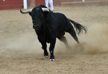toro