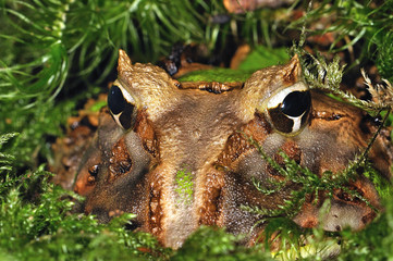 frog ceratophrys ornata