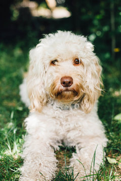 Cockapoo