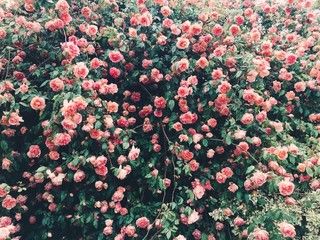 English roses