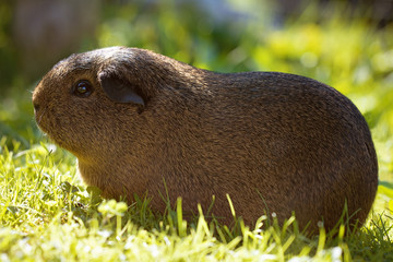 Meerschweinchen draußen