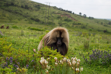 Male Gelada Monkey in the Simien Mountains, Ethiopia