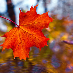 Naklejka na ściany i meble Orange maple leaf in autumn on a background of water with splashes on a sunny autumn day
