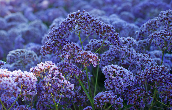 Large field of purple drougb tolerant Statice plant