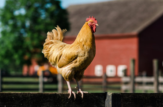 rooster perched on a fence at a farm
