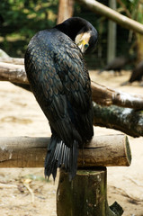 Great black cormorant bird in the morning sitting on a log looking at camera covering its face with own wings.