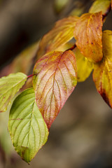 Close up of autumn leaves.