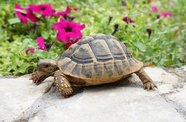 Baby turtle on the stone wall