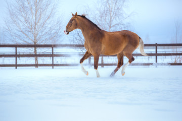 gold horse with white legs runs in snow on sky background