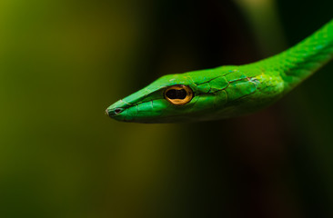 Green snake