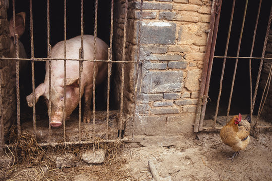The pigs in the sty in Chinese rural