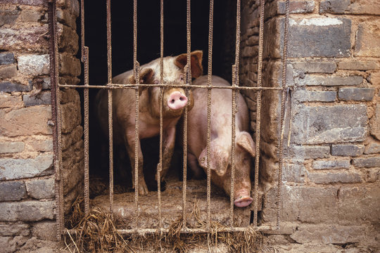 The pigs in the sty in Chinese rural