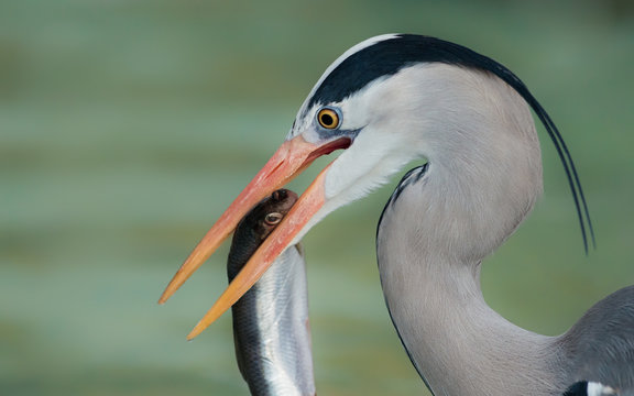 Grey heron