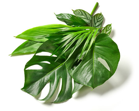 Fototapeta various tropical leaves
