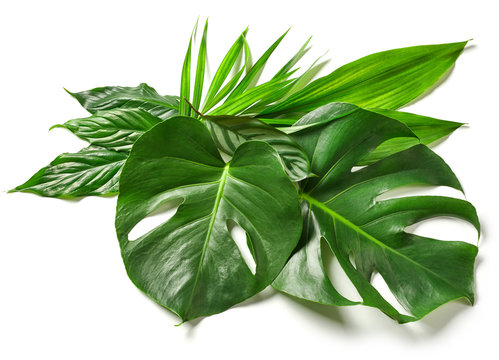 Fototapeta various tropical leaves